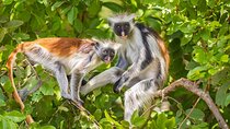 Jozani Forest & Rock Restaurant Excursion & Transfer - Zanzibar
