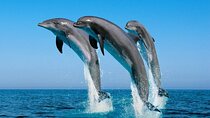 Dolphin Watch Half Day Trip & Snorkeling With Transfer - Zanzibar