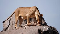 3 Days Safari Tanzania Adventures