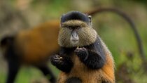 1 Day Golden Monkey Trekking In Volcanoes National Park