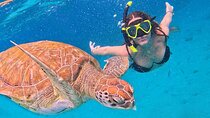 Sea Turtle Swimming And Waterfal Boat Trip