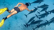 Sataya Reefs Dolphin Snorkel Cruise with Lunch - Marsa Alam