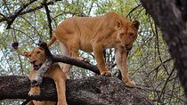 11 Day Tanzania Bush and Zanzibar Island Paradise Tour