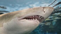 Shark Sightseeing by Cage in Gansbaii