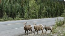 Banff Sightseeing Tour