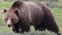 Yellowstone Full Day Tours 