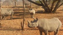 Am or Pm Game Drive 
