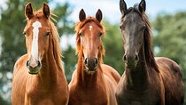 Horseback Riding and Wine Tasting Tour
