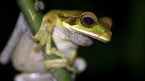 La Fortuna Rainforest Guided Night Tour