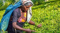 Private 8-Day Best Sri Lanka Tour 