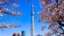 180 Minutes Private Cherry Blossom Viewing Cruise Plan