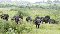  Nairobi National Park Safari Group Tour Experience