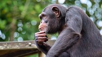 Wildlife Wonders a Day Tour of Ol Pejeta Conservancy
