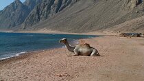 3 Pools Dahab Trip and Canyon By Bus & Camel Ride-Sharm El Sheikh