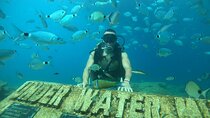 Side Scuba Diving & Under Water Museum with Lunch and Transfer