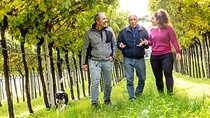 Explore Verona Wine Tour Experience