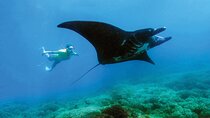 Manta Ray Experience