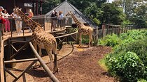 Explore Giraffe Centre, Karen Blixen and Bomas in Kenya