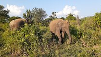Yala National Park - Shared Jeep Safari Adventure