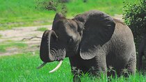 Tarangire Elephant Encounter Day Trip