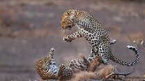Yala Leopard Safari – Expressway Transfer, Jeep & entry Included