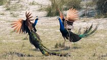 5 Nights Bardia Jungle Safari with Transfer & Flight Tickets
