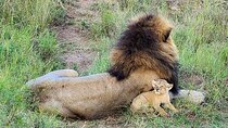Three days two nights Masai Mara with pickup