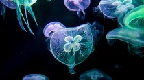 Alanya: Aquarium, Wax Museum, Snow World, Wild Park, XD Cinema 