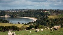 Auckland Hidden gem Tour 