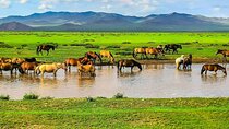 Private Mongolia Tour: 9 Days Genghis Khan Birthplace Exploration