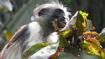 Jozani Forest & Rock Restaurant Trip with Transfers - Zanzibar
