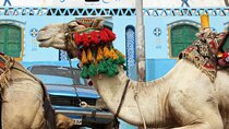 Camel Ride at the West Bank 