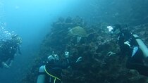 Night Dive Adventure in Academy Bay