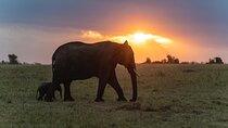 3-Day Maasai Mara Migration Safari from Nairobi