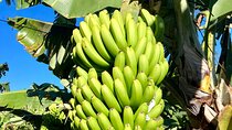 Ecological Banana Plantation Tour