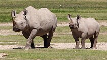 3 Days Lake Manyara Ngorongoro Crater and Tarangire Safari