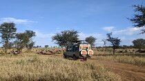 Explore Ngorongoro with 5 Day Guided Tour from Kilimanjaro