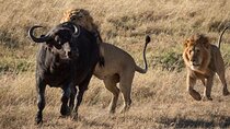 Big 5 Aquila Safari Day Tour and Wine Tasting