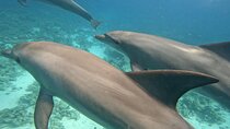Boat Trip to Dolphin House Guided Swimming with Lunch in Hurghada