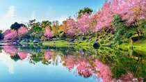 Tokyo Private Tour with Native Japanese Driver