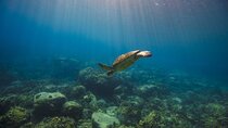 Snorkeling Adventure by Boat