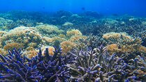 Gili Nanggu Snorkeling Tour to a Tropical Paradise