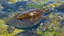 Kona Port: Private History & Farmer's Market Excursion