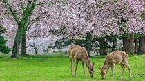Nara and Kyoto Customized Private Tour with English Driver