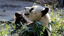 BJ Private Tour - Temple of Heaven, Panda House and Summer Palace