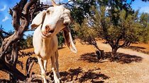 Meeting the Acrobatic Goats and Crocoparc tickets 
