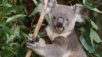 6 Hours Brisbane Private Tour – Popular Sights in One Day