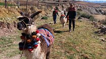 Llama & Alpaca Experience (Cusco Region): ANDEAN COLORS