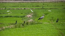 Bird Watching at Tonle Sap’s Inundated Forest From Siem Reap