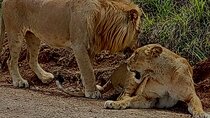 Nairobi National Park Game Drive: Unique Urban Safari Experience
